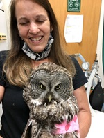Dr. Tanya with a great grey owl