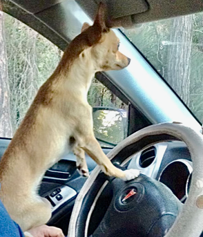 Dog driving